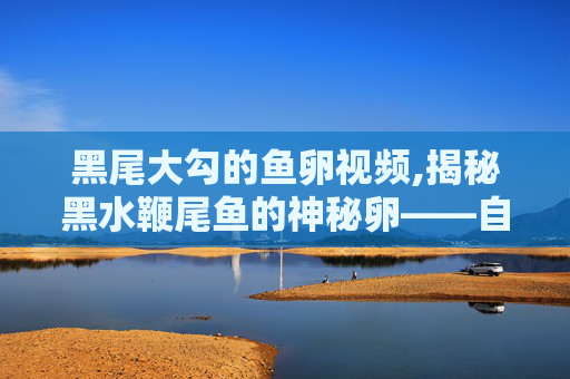 黑尾大勾的鱼卵视频,揭秘黑水鞭尾鱼的神秘卵——自然界中的奇迹